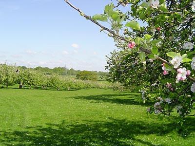 Peasmarsh Russett Cottage-19745 מראה חיצוני תמונה